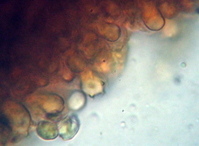 Mycena dal lungo gambo con micro delle spore